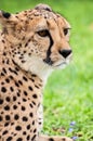 Cheetah Royalty Free Stock Photo