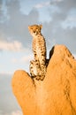 Cheetah on Termite Mound Royalty Free Stock Photo