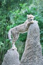 Cheetah on termite mound