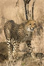 Cheetah in thornybush Royalty Free Stock Photo