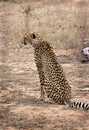Cheetah in Thornybush Royalty Free Stock Photo