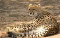 Cheetah in Thornybush Game Reserve Royalty Free Stock Photo