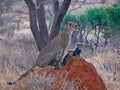 Cheetah with three cubs Royalty Free Stock Photo