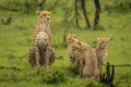 Cheetah and three cubs sit on grass Royalty Free Stock Photo