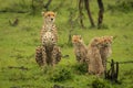 Cheetah and three cubs sitting on grass Royalty Free Stock Photo