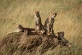 Cheetah and three cubs on termite mound Royalty Free Stock Photo