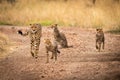 Cheetah and three cubs walking down track Royalty Free Stock Photo