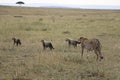 Cheetah with three cubs in the wild maasai mara