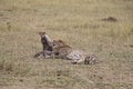 Cheetah with three cubs in the wild maasai mara