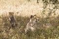 Cheetah together with her cubs in the grass during safari at Serengeti National Park in Tanzania. Wild nature of Africa Royalty Free Stock Photo