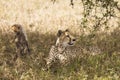 Cheetah together with her cubs in the grass during safari at Serengeti National Park in Tanzania. Wild nature of Africa Royalty Free Stock Photo