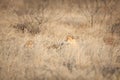 Cheetah totally camouflaged lying in the grass Royalty Free Stock Photo