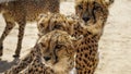 Cheetah triplets
