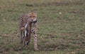 cheetah uses its mouth to grip a young thompson gazelle kill by its neck as it walks in the wild plains of masai mara, kenya