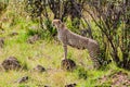 Cheetah using mound for lookout Royalty Free Stock Photo