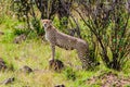 Cheetah using mound for lookout Royalty Free Stock Photo