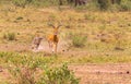 Photo series: Cheetah hunting for big Impala. The very fast episode. Masai Mara, Kenya Royalty Free Stock Photo