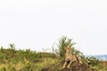 Cheetah. View point in savanna. Masai Mara, Kenya Royalty Free Stock Photo