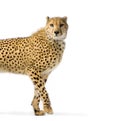 Cheetah Walking