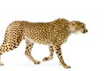 Cheetah Walking Royalty Free Stock Photo