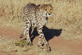 Cheetah walking across the road , Acinonyx juba