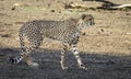 Cheetah walking in Botswana, Africa Royalty Free Stock Photo