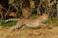 Cheetah walking, climbing and playing in Mashatu Game Reserve