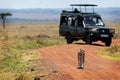 Cheetah Walking Down African Safari Road