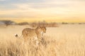 Cheetah walking in the Kalahari desert, Kgalagadi Transfrontier Park, South Africa Royalty Free Stock Photo