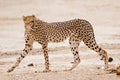 Cheetah walking in dry riverbed Royalty Free Stock Photo