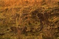 Cheetah walking during dusk, Masai Mara