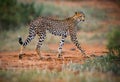 Cheetah walking through forest in Kenya