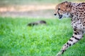 Cheetah Walking Into Frame Royalty Free Stock Photo