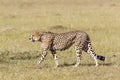 Cheetah walking in the grass