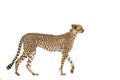 Cheetah walking isolated in white background Royalty Free Stock Photo