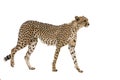 Cheetah walking isolated in white background Royalty Free Stock Photo