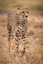 Cheetah walking through long grass lifting paw Royalty Free Stock Photo