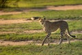 A Cheetah walking over the open plains.