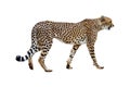 Cheetah Walking Profile Isolated on White