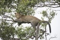 A cheetah walking and resting on a tree branch in Africa Royalty Free Stock Photo