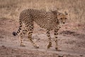 Cheetah walking on rocky track in savannah