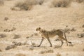 Cheetah in Kgalagari transfrontier park, South Africa Royalty Free Stock Photo