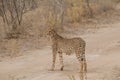 Cheetah walking through the savanna, Etosha national park, Namibia, Africa Royalty Free Stock Photo