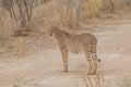 Cheetah walking through the savanna, Etosha national park, Namibia, Africa Royalty Free Stock Photo