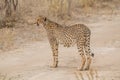 Cheetah walking through the savanna, Etosha national park, Namibia, Africa Royalty Free Stock Photo