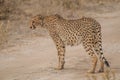 Cheetah walking through the savanna, Etosha national park, Namibia, Africa Royalty Free Stock Photo