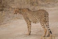 Cheetah walking through the savanna, Etosha national park, Namibia, Africa Royalty Free Stock Photo