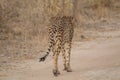 Cheetah walking through the savanna, Etosha national park, Namibia, Africa Royalty Free Stock Photo