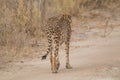 Cheetah walking through the savanna, Etosha national park, Namibia, Africa Royalty Free Stock Photo