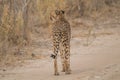 Cheetah walking through the savanna, Etosha national park, Namibia, Africa Royalty Free Stock Photo